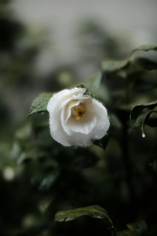 the white flower is beginning to bloom on the tree