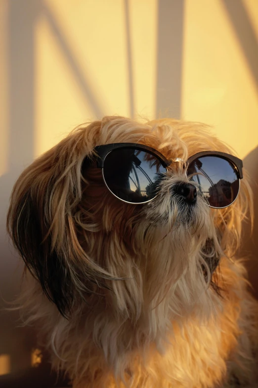 a close - up view of a dog wearing glasses