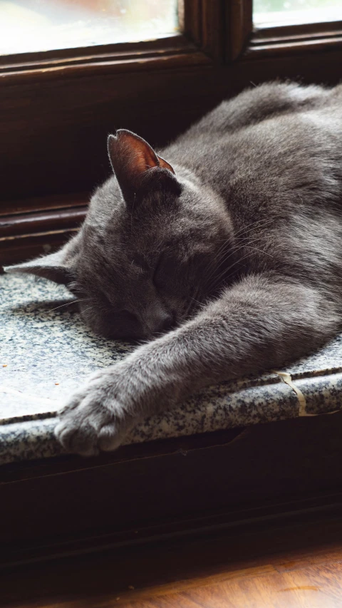 a cat is sleeping on the window sill