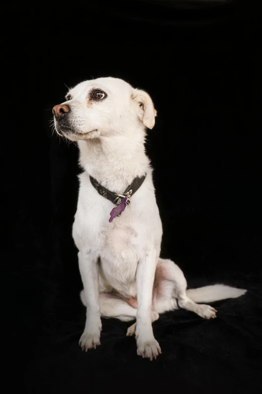 a white dog sitting and staring at soing