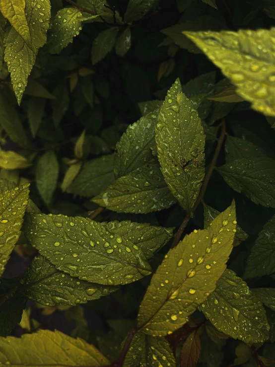 some leaves with rain drops on them