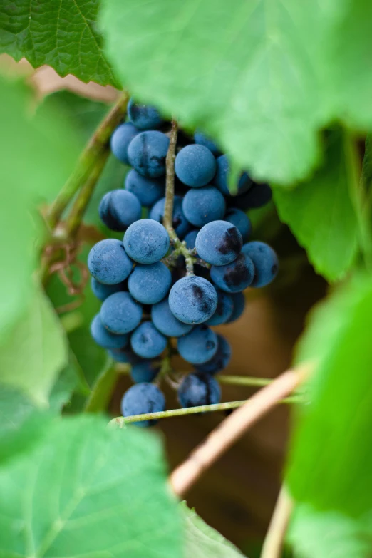 a cluster of small blueberries growing on a vine
