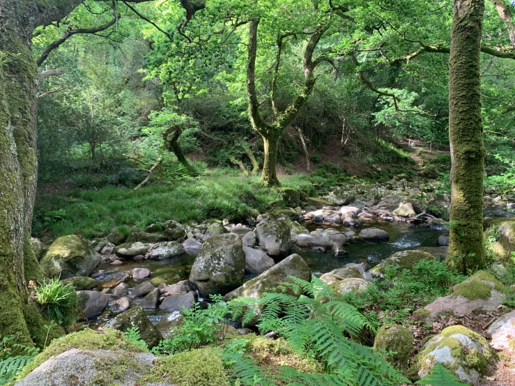 a forest is shown with rocks and green plants