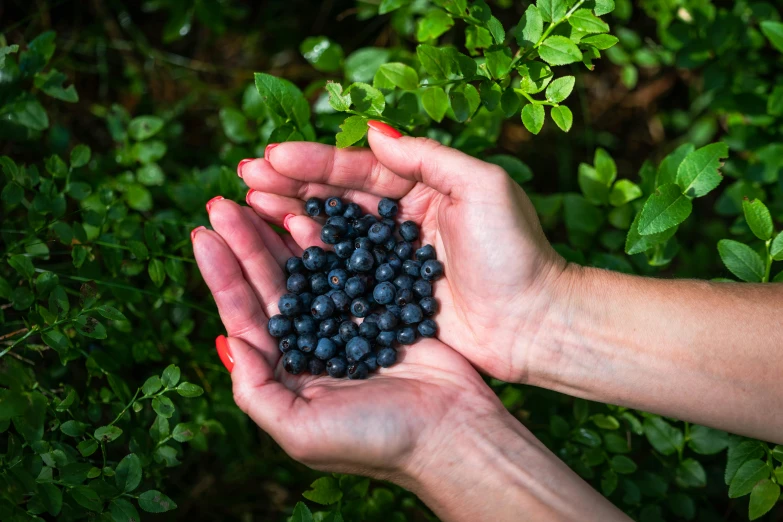 a person is holding their hand full of some berries