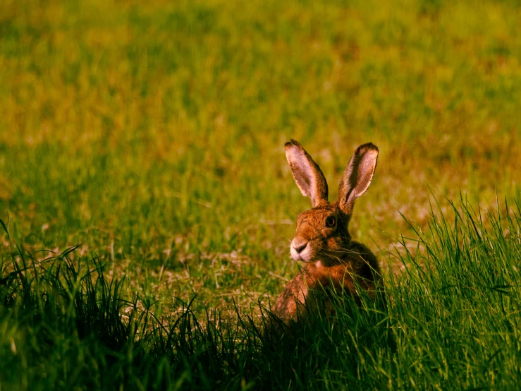 a brown rabbit standing in the grass on a sunny day