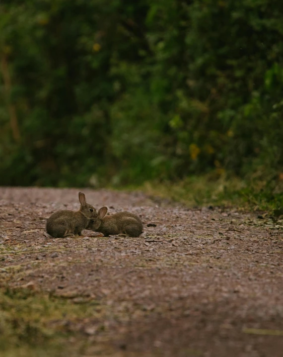 a rabbit is laying down on the ground