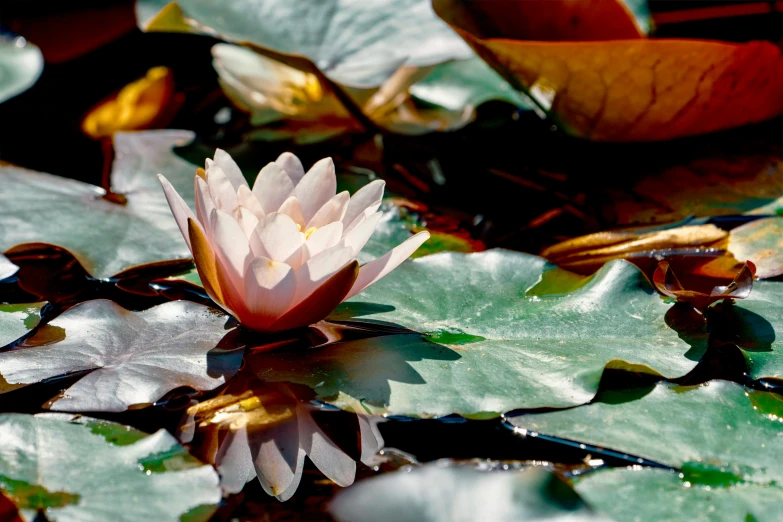 a close up of a flower with large leaves in water