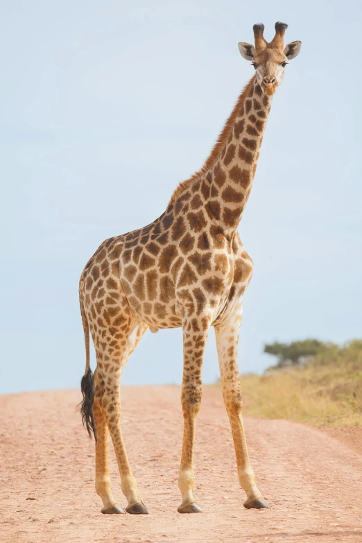 a giraffe stands upright in an open field