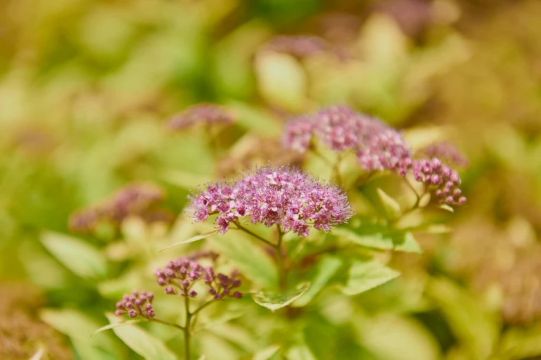 small purple flowers are next to a green plant