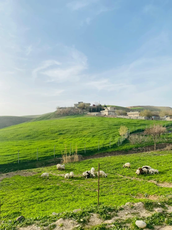 a green grassy hill has animals and houses in it