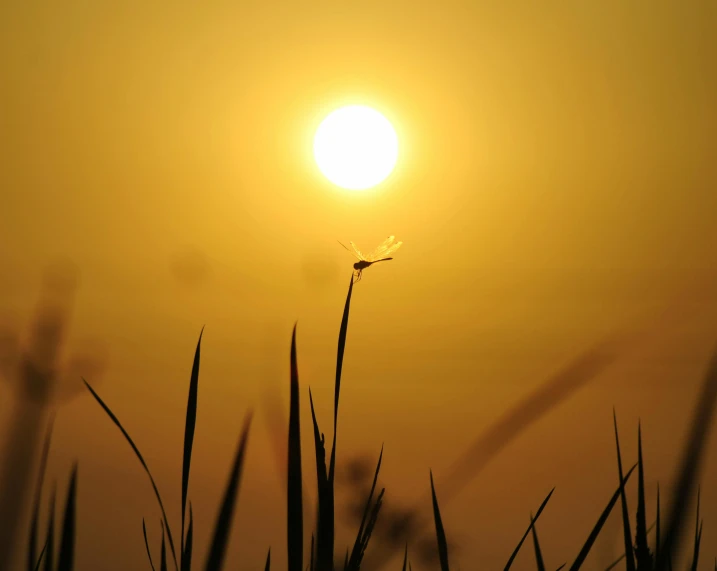 the sun is setting on top of some plants