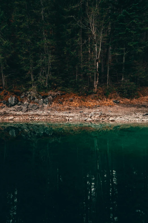 a forest in the background is reflecting the water and trees