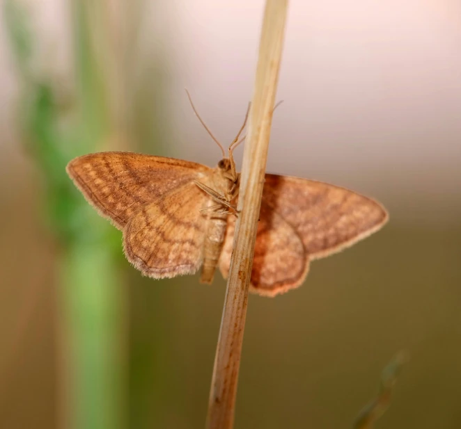 an image of a moth resting on a plant
