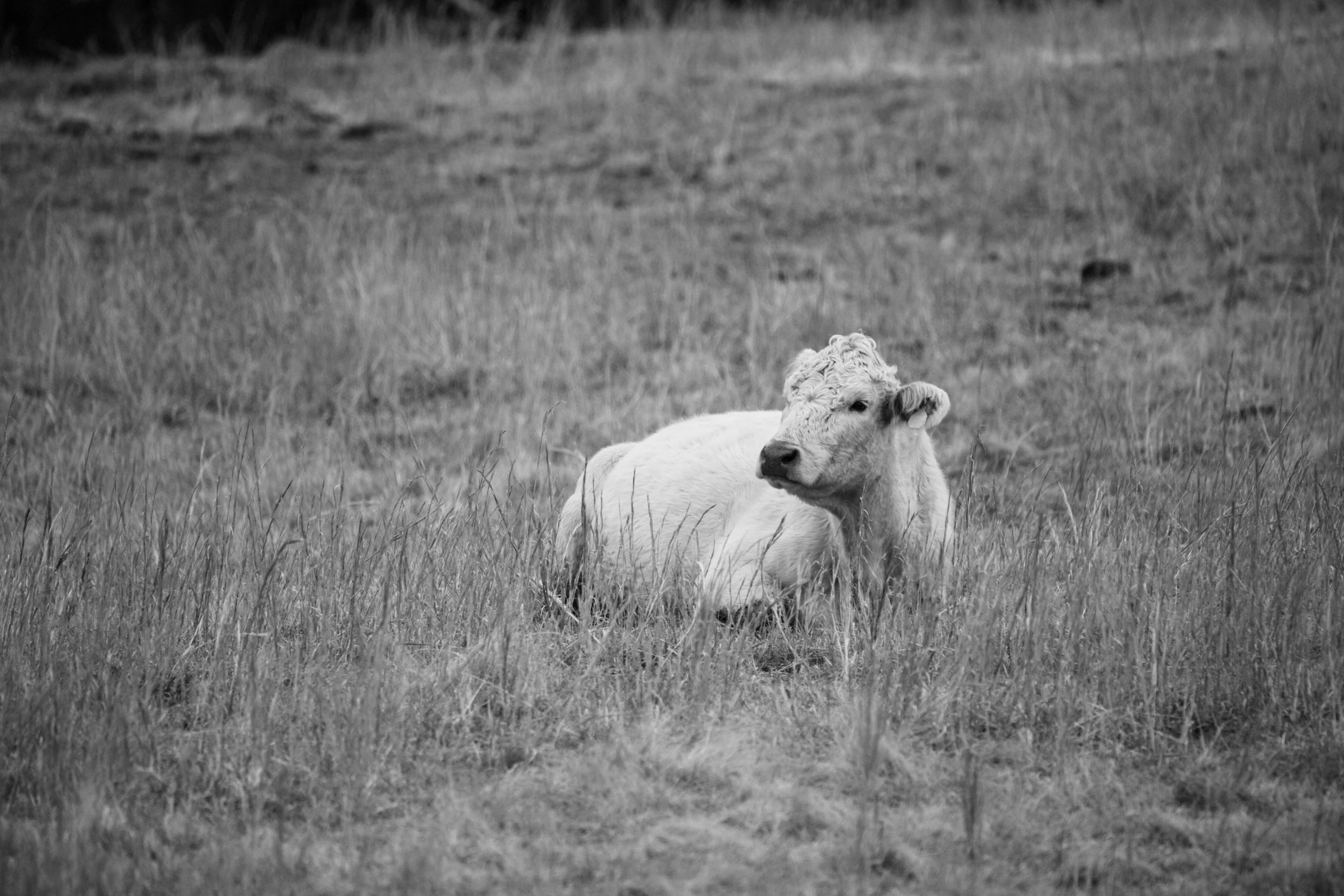 a black and white po of an animal sitting in some grass