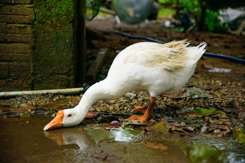 the duck is standing on the ground eating from a dle