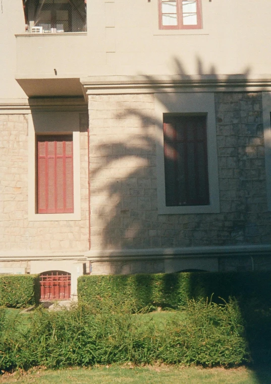 an animal in front of an old building with a palm tree