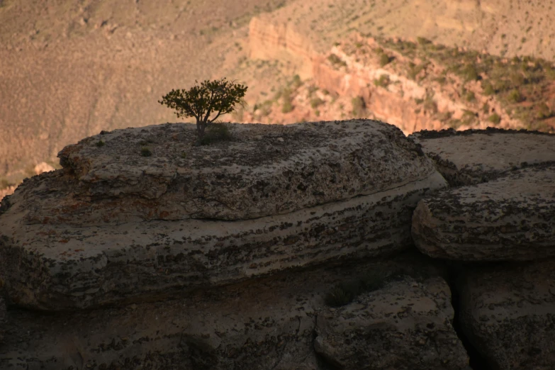 a lone tree growing on a rock on top of a hill