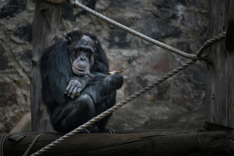 an animal is hanging from a rope