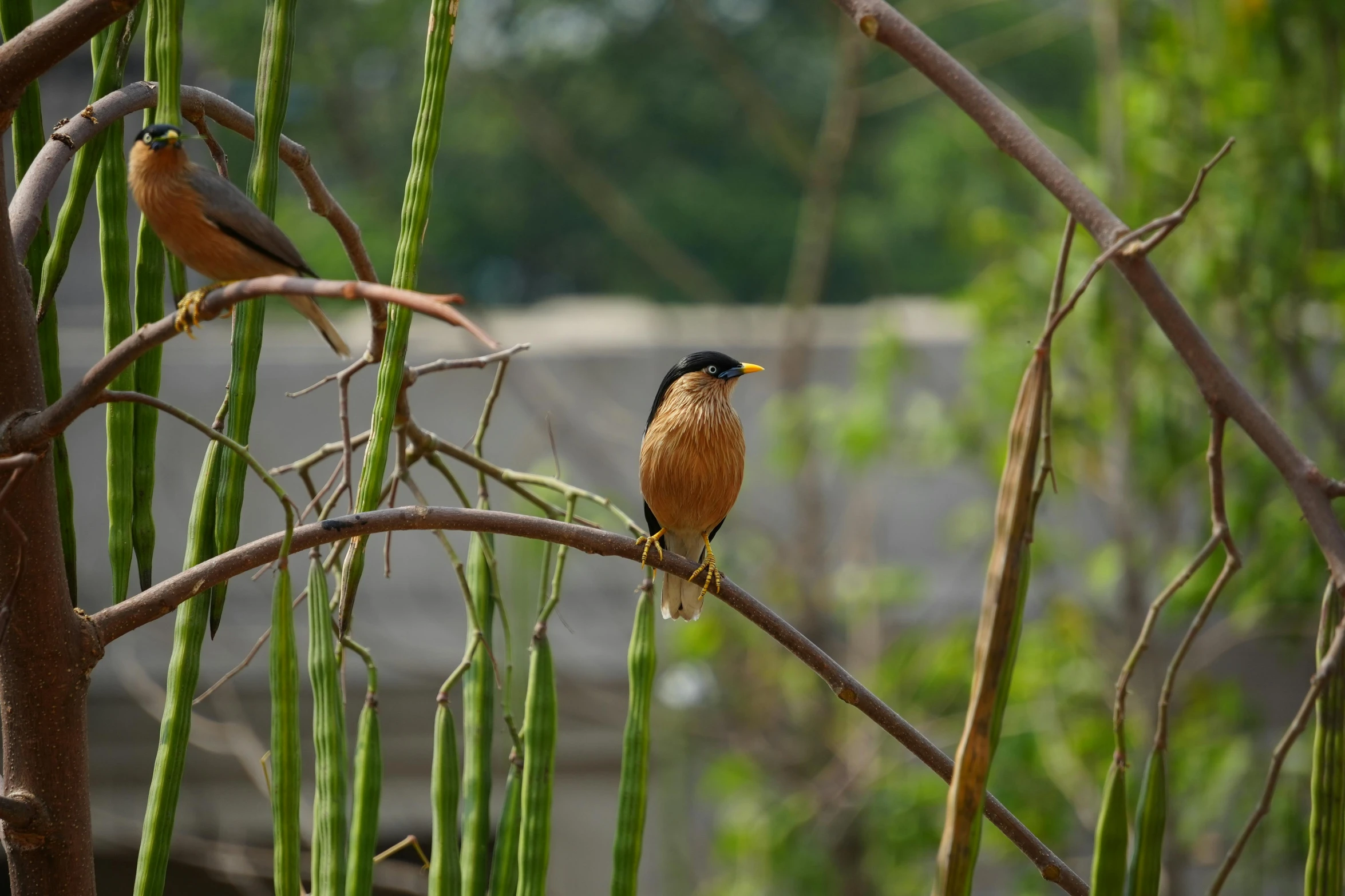 two birds sitting on top of a tree nch