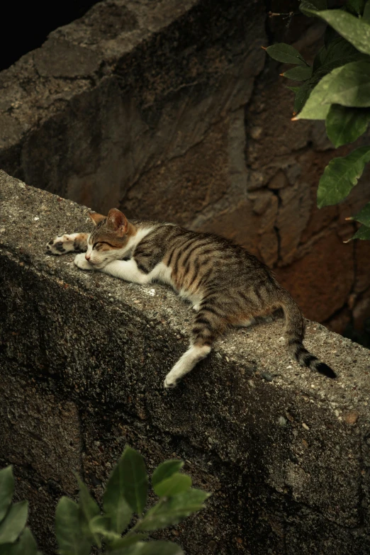 a cat that is laying down on a concrete ledge