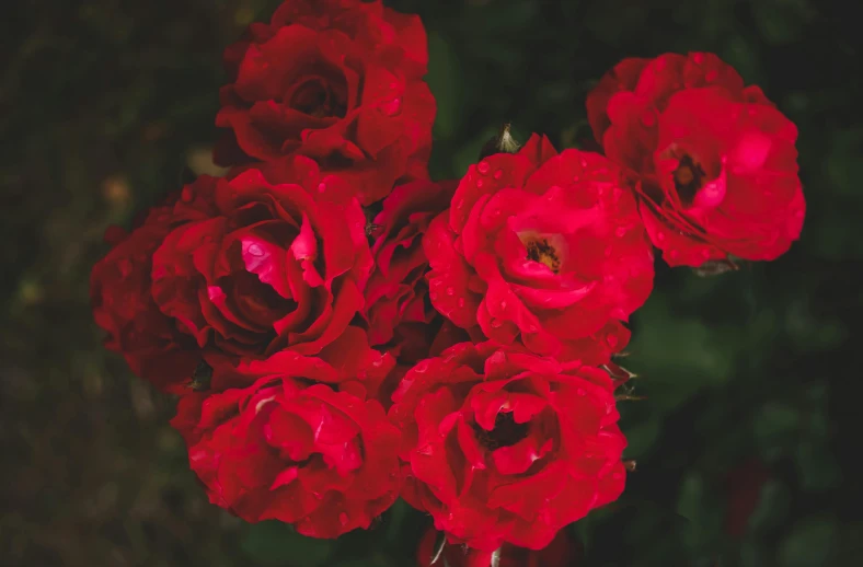 a group of red roses with some green leaves in the background