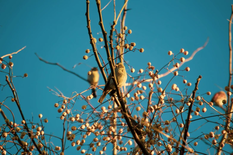 birds sitting in the nches of a berry tree