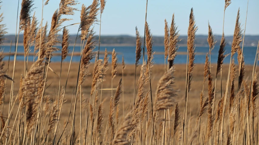 some brown flowers and a body of water