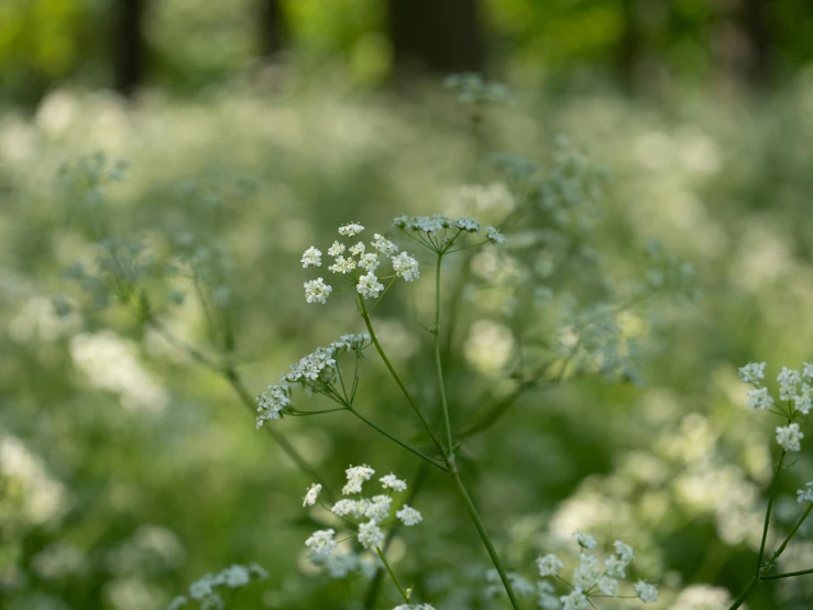 a close up of a wildflower flower in a field