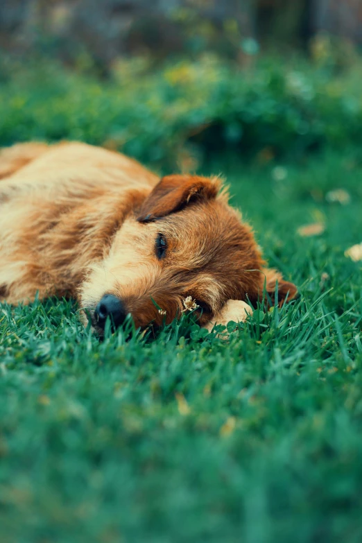 a dog laying in the grass, with it's head on its paws