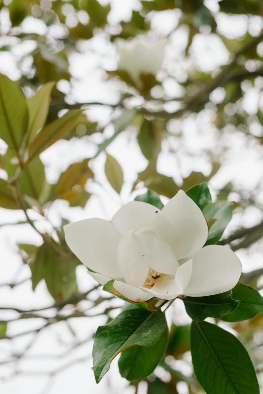 a white flower is growing on a nch