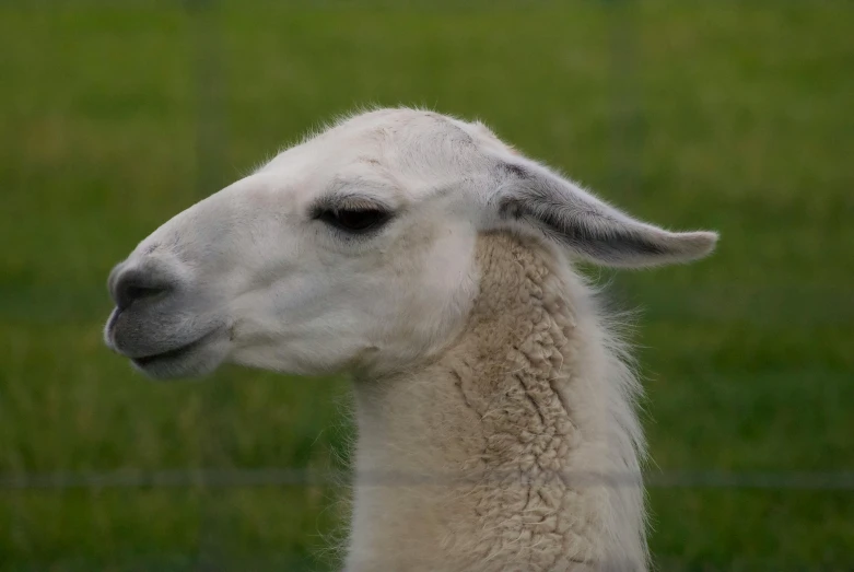 a small, close - up picture of a sheep