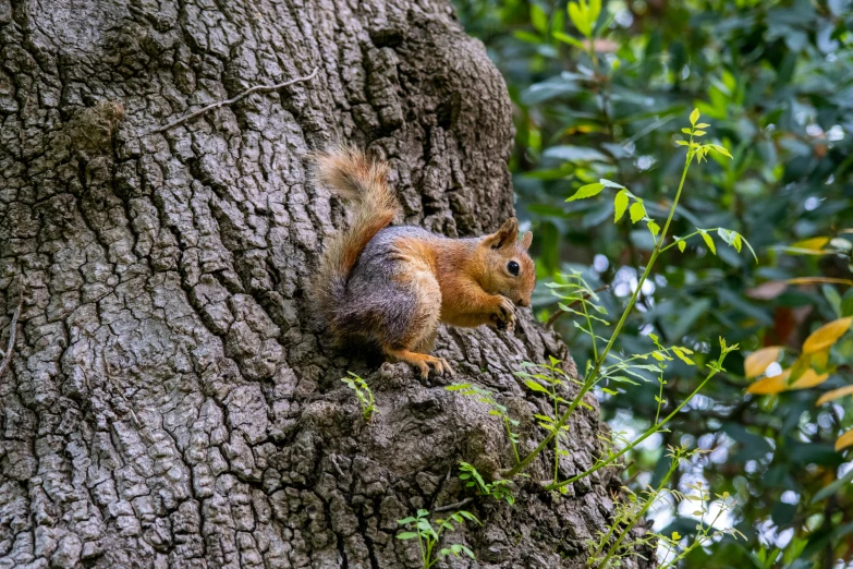 a squirrel sitting on the trunk of a tree