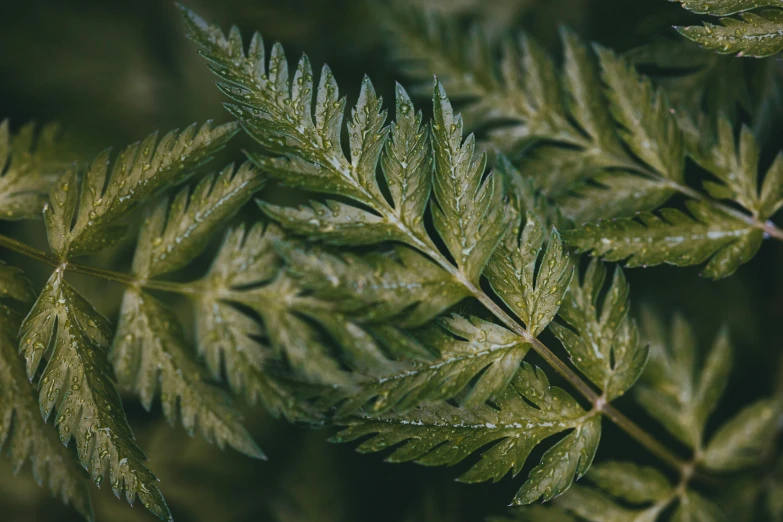 closeup image of green leaves on a plant