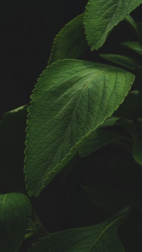 a plant that has many leaves hanging on it