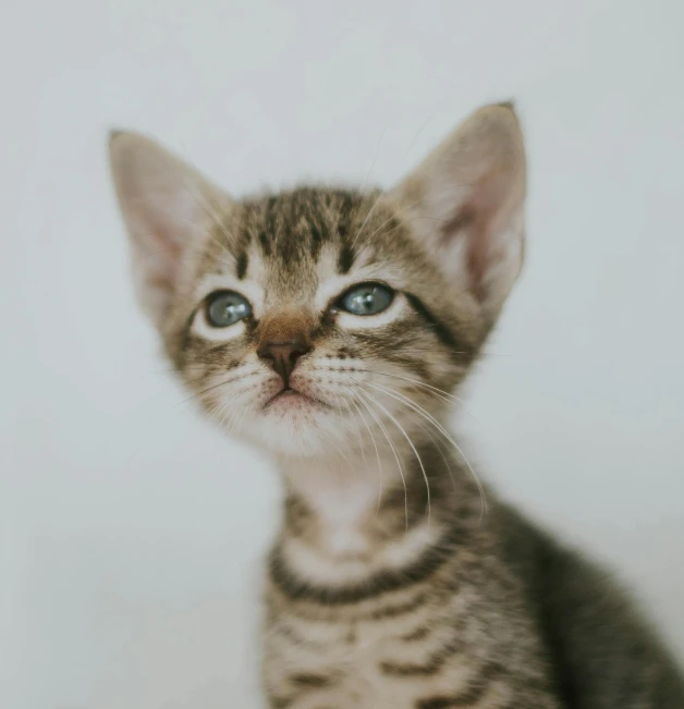 a kitten has it's head up and is staring straight ahead