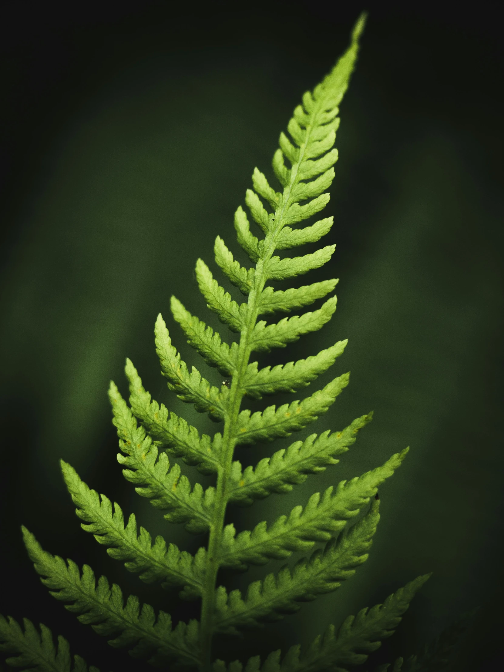 a leaf of a green plant against a black background