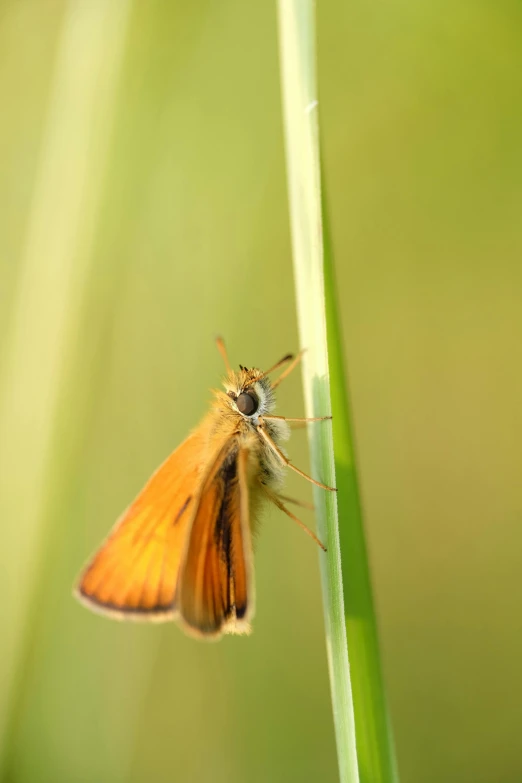 a small orange insect is resting on a stem