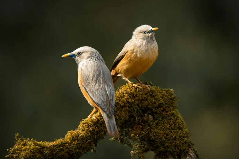 two little birds perched on a mossy nch