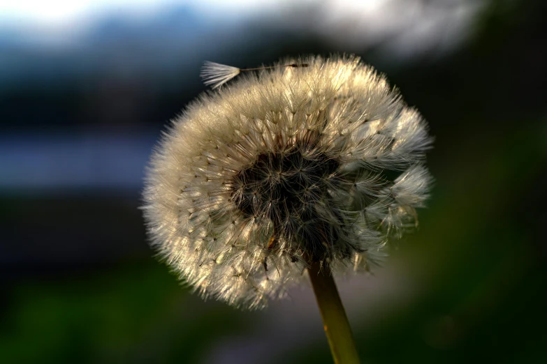 the dandelion has seeds sitting on it