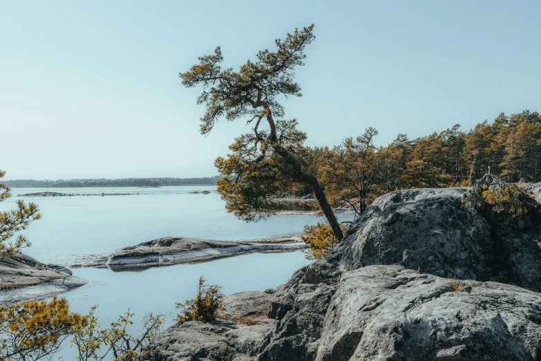 a tree on top of rocks with a lake in the background