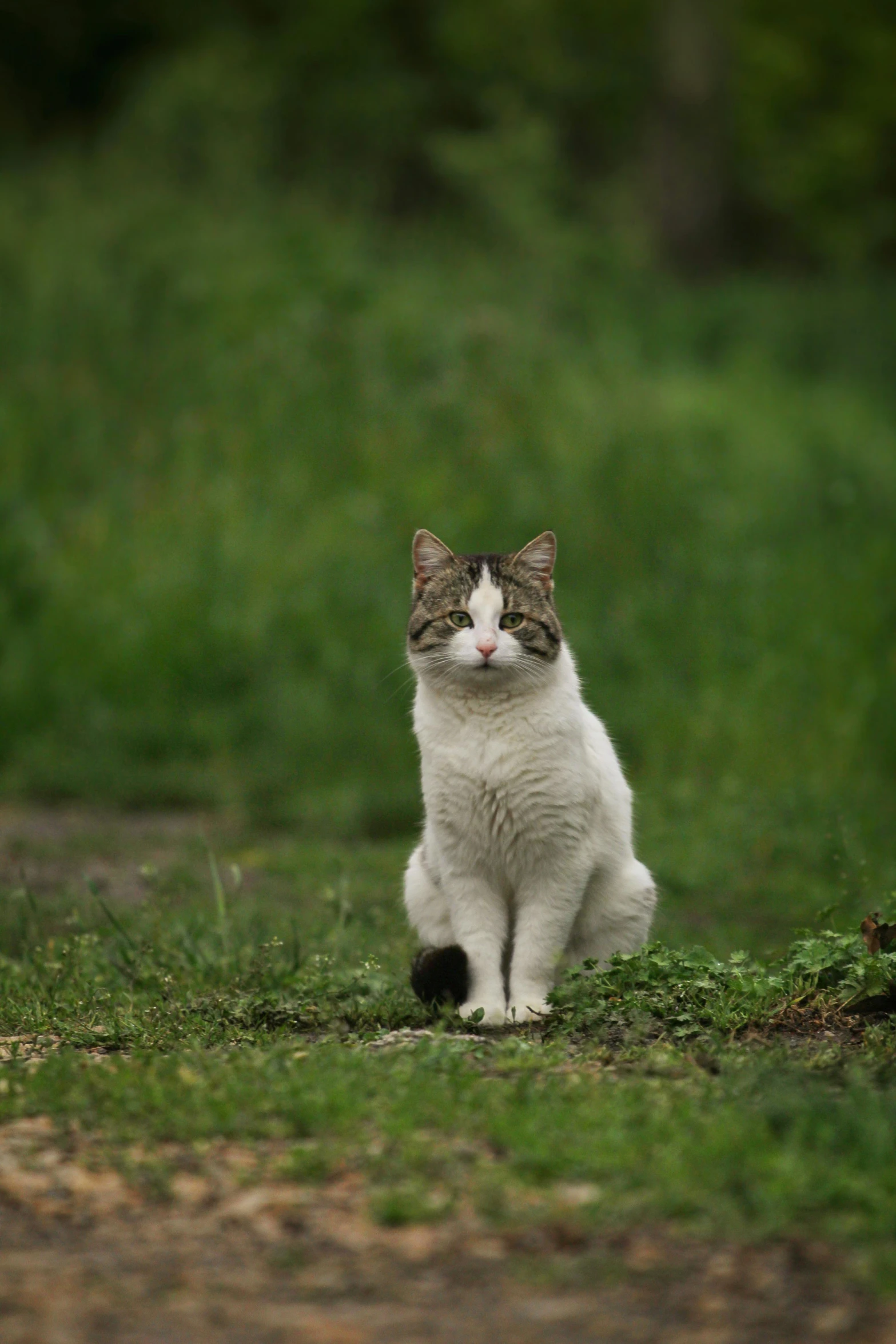 the cat is sitting down in the grass