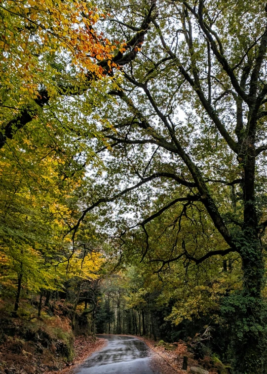 a wet road with lots of trees surrounding