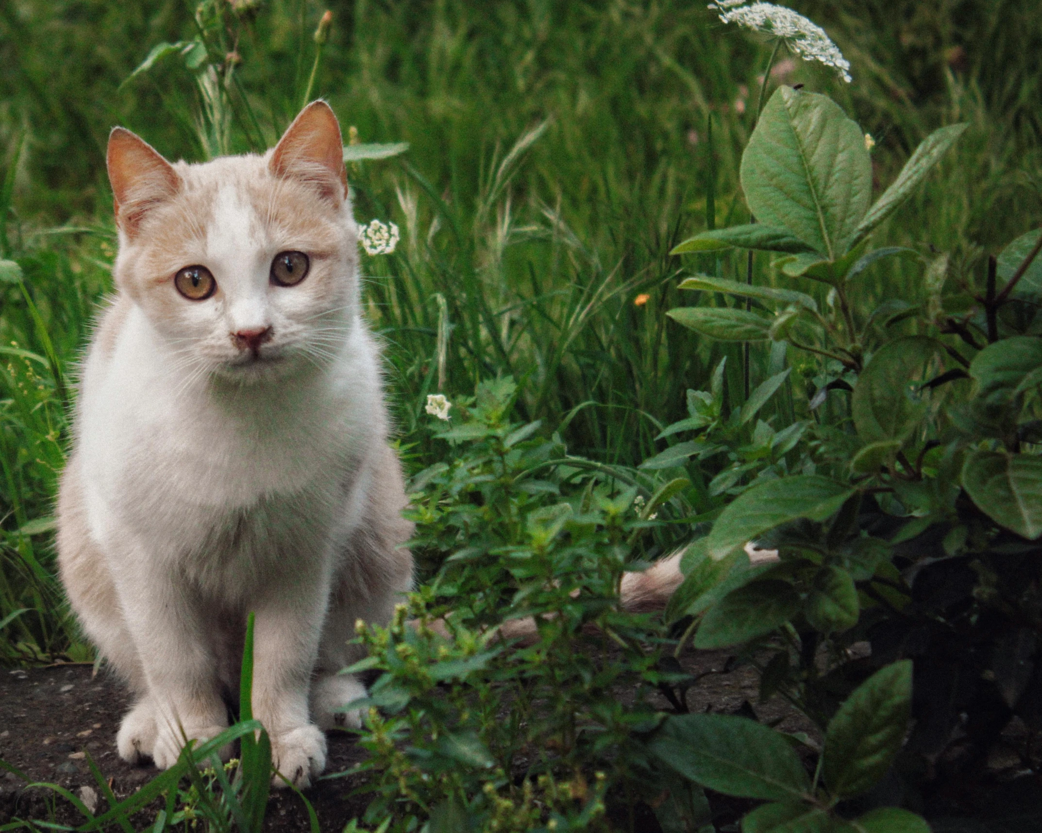 this is a kitten standing in tall grass