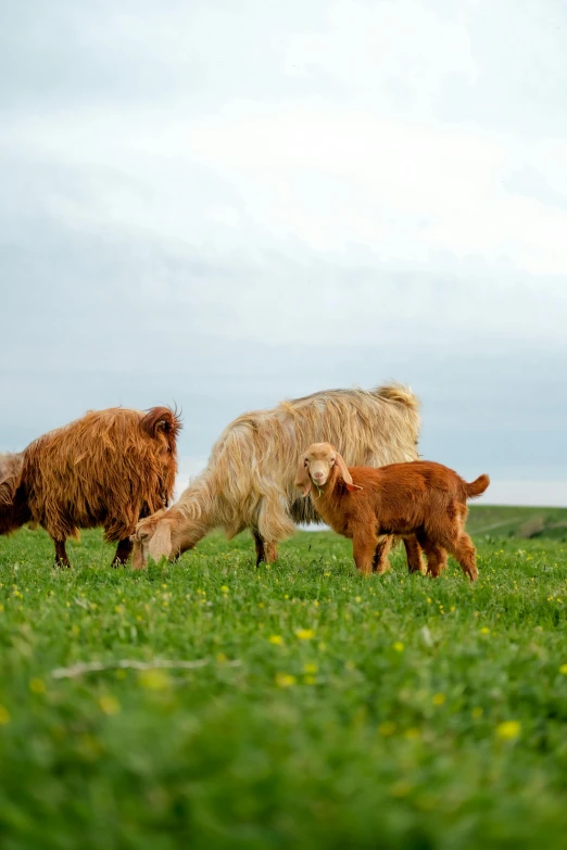 three goats grazing in a grassy field on a cloudy day