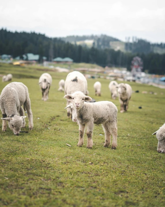 sheep and lambs are grazing on an empty pasture