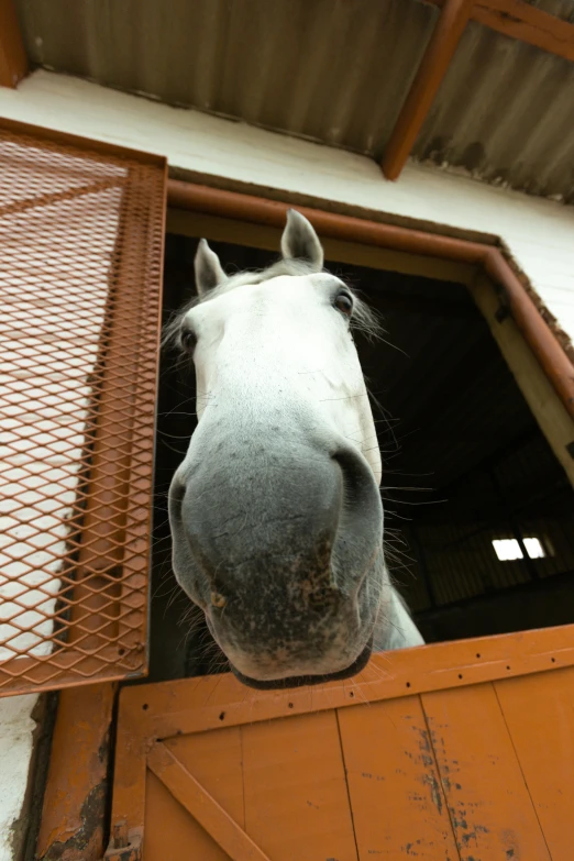 a horse peering out of a barn window