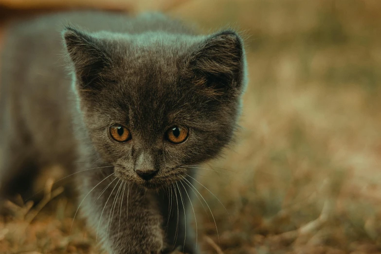 a cat looking at the camera with one eye wide open