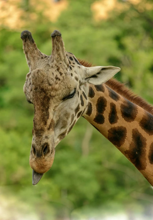 there is a giraffe that has its tongue out