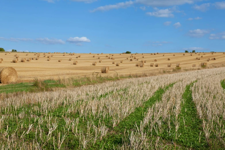 a field full of hay bales with blue sky in the background