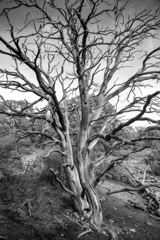 a black and white po of a tree in the field